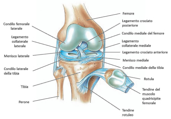 Protesi totale di ginocchio - Prof. Marco Spoliti specializzato nella chirurgia robotica